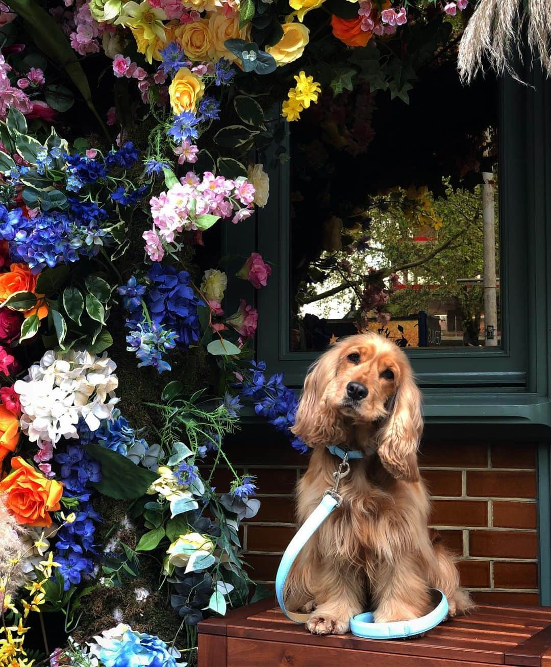 キンバリー・ガーナーさんのインスタグラム写真 - (キンバリー・ガーナーInstagram)「When she wants a walk she holds her lead in her mouth and runs up to me. It’s very cute. Matching baby blue set 🐕 @barclondon」5月29日 2時09分 - kimberleygarner