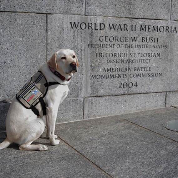 CNNさんのインスタグラム写真 - (CNNInstagram)「Sully, the former service dog 🐶 to the late President George H.W. Bush, returned to the spotlight this week with a #MemorialDay message. “Always thinking of my best friend & the bravest military in the world who made the ultimate sacrifice while defending our country for our freedoms,” reads the pup’s Instagram post, which accompanied this photo. The caption also quoted Bush, who served in the military before he became president: “Each of the patriots whom we remember on this day was first a beloved son or daughter, a brother or sister, or a spouse, friend, and neighbor.” (📸: @sullyhwbush)」5月29日 2時19分 - cnn