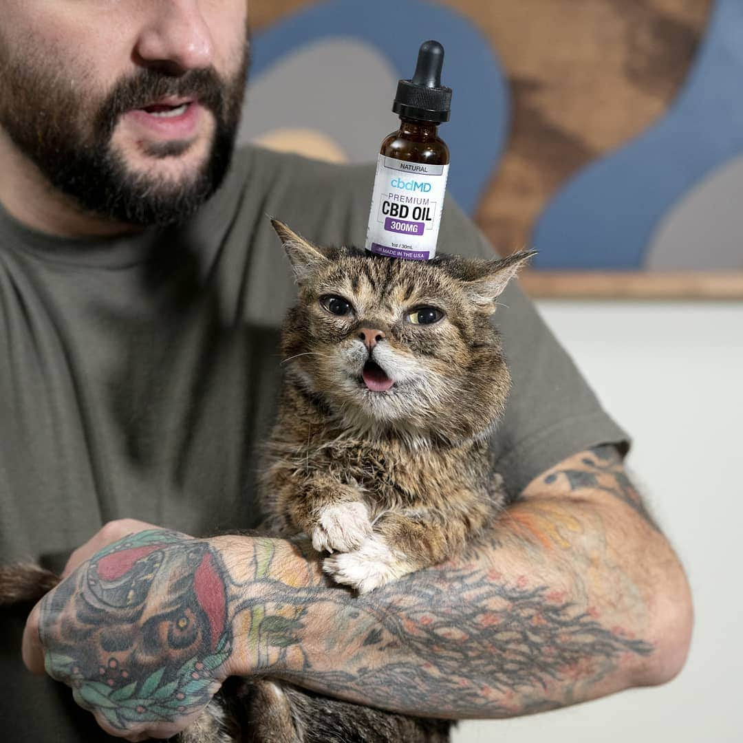 Lil BUBさんのインスタグラム写真 - (Lil BUBInstagram)「While CBD oil may not give your pet BUB's superior balancing skills, it CAN help with anxiety, chronic pain, and even epilepsy. Learn more, and get 20% off your first order at the link in BUB's bio (www.cbdmd.com/bub) with discount code BUB.」5月29日 2時29分 - iamlilbub