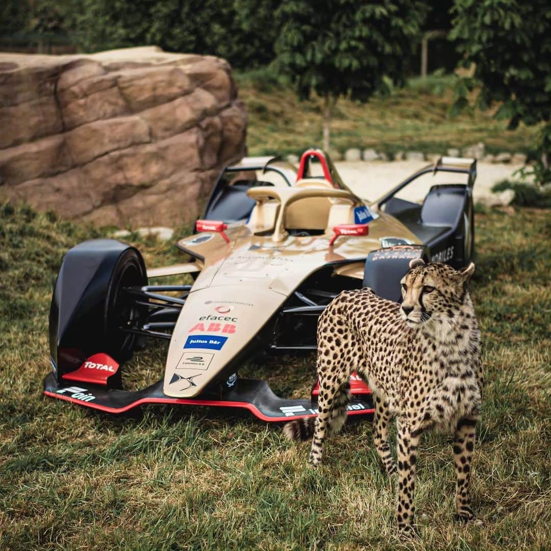 アンドレ・ロッテラーさんのインスタグラム写真 - (アンドレ・ロッテラーInstagram)「What an amazing place @thebigcatsanctuaryuk! I fed cheetahs for the first time and had fun taking those photos! Seeing all these beautiful wild cats made me realize how lucky we are to live in such a miracle world full of amazing nature. Sad part it’s all dying and we need to do something cause they are all in danger of extinction. Proud to work with BCS to raise awareness around the world, but also to help them grow cats and also send back cubs into the wild sometimes. You can be part of it too :-)」5月29日 2時38分 - andre_lotterer