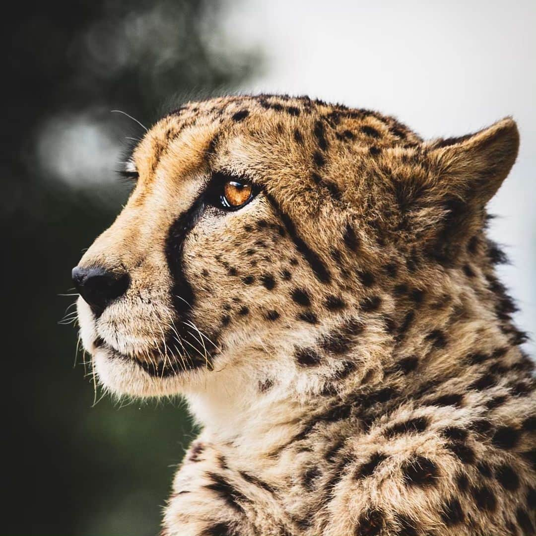 アンドレ・ロッテラーさんのインスタグラム写真 - (アンドレ・ロッテラーInstagram)「What an amazing place @thebigcatsanctuaryuk! I fed cheetahs for the first time and had fun taking those photos! Seeing all these beautiful wild cats made me realize how lucky we are to live in such a miracle world full of amazing nature. Sad part it’s all dying and we need to do something cause they are all in danger of extinction. Proud to work with BCS to raise awareness around the world, but also to help them grow cats and also send back cubs into the wild sometimes. You can be part of it too :-)」5月29日 2時38分 - andre_lotterer