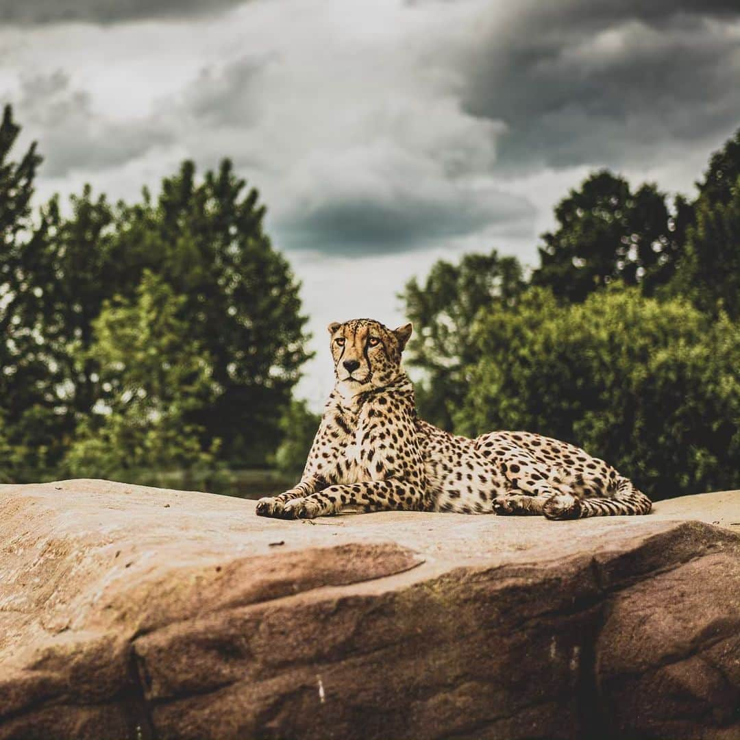 アンドレ・ロッテラーさんのインスタグラム写真 - (アンドレ・ロッテラーInstagram)「What an amazing place @thebigcatsanctuaryuk! I fed cheetahs for the first time and had fun taking those photos! Seeing all these beautiful wild cats made me realize how lucky we are to live in such a miracle world full of amazing nature. Sad part it’s all dying and we need to do something cause they are all in danger of extinction. Proud to work with BCS to raise awareness around the world, but also to help them grow cats and also send back cubs into the wild sometimes. You can be part of it too :-)」5月29日 2時38分 - andre_lotterer