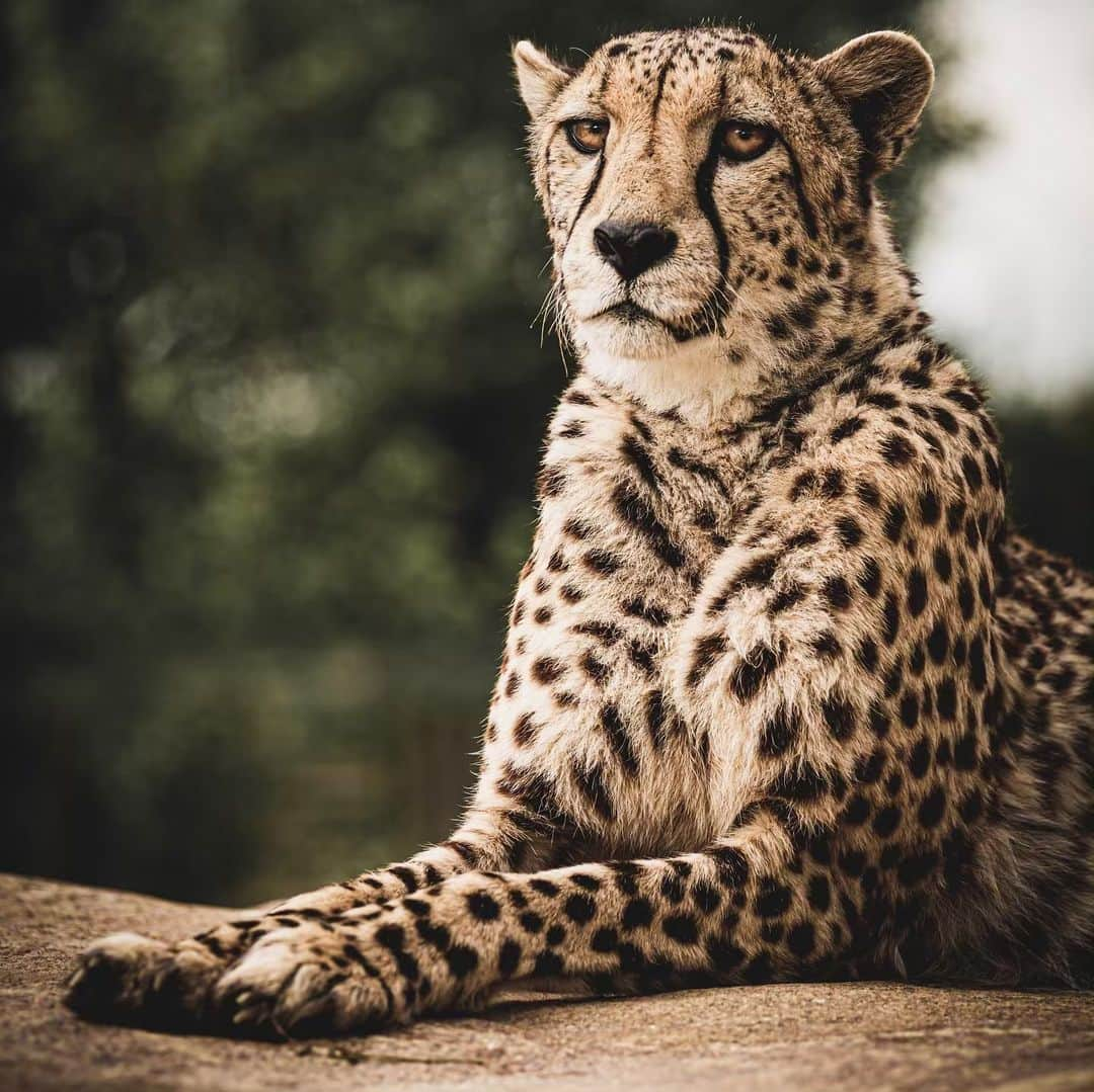 アンドレ・ロッテラーさんのインスタグラム写真 - (アンドレ・ロッテラーInstagram)「What an amazing place @thebigcatsanctuaryuk! I fed cheetahs for the first time and had fun taking those photos! Seeing all these beautiful wild cats made me realize how lucky we are to live in such a miracle world full of amazing nature. Sad part it’s all dying and we need to do something cause they are all in danger of extinction. Proud to work with BCS to raise awareness around the world, but also to help them grow cats and also send back cubs into the wild sometimes. You can be part of it too :-)」5月29日 2時38分 - andre_lotterer