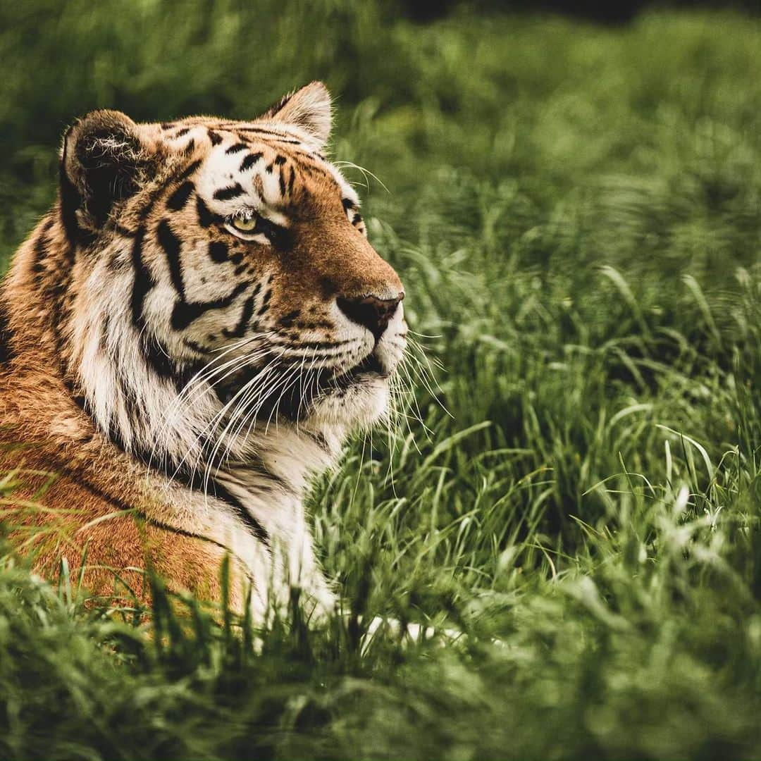 アンドレ・ロッテラーさんのインスタグラム写真 - (アンドレ・ロッテラーInstagram)「What an amazing place @thebigcatsanctuaryuk! I fed cheetahs for the first time and had fun taking those photos! Seeing all these beautiful wild cats made me realize how lucky we are to live in such a miracle world full of amazing nature. Sad part it’s all dying and we need to do something cause they are all in danger of extinction. Proud to work with BCS to raise awareness around the world, but also to help them grow cats and also send back cubs into the wild sometimes. You can be part of it too :-)」5月29日 2時38分 - andre_lotterer