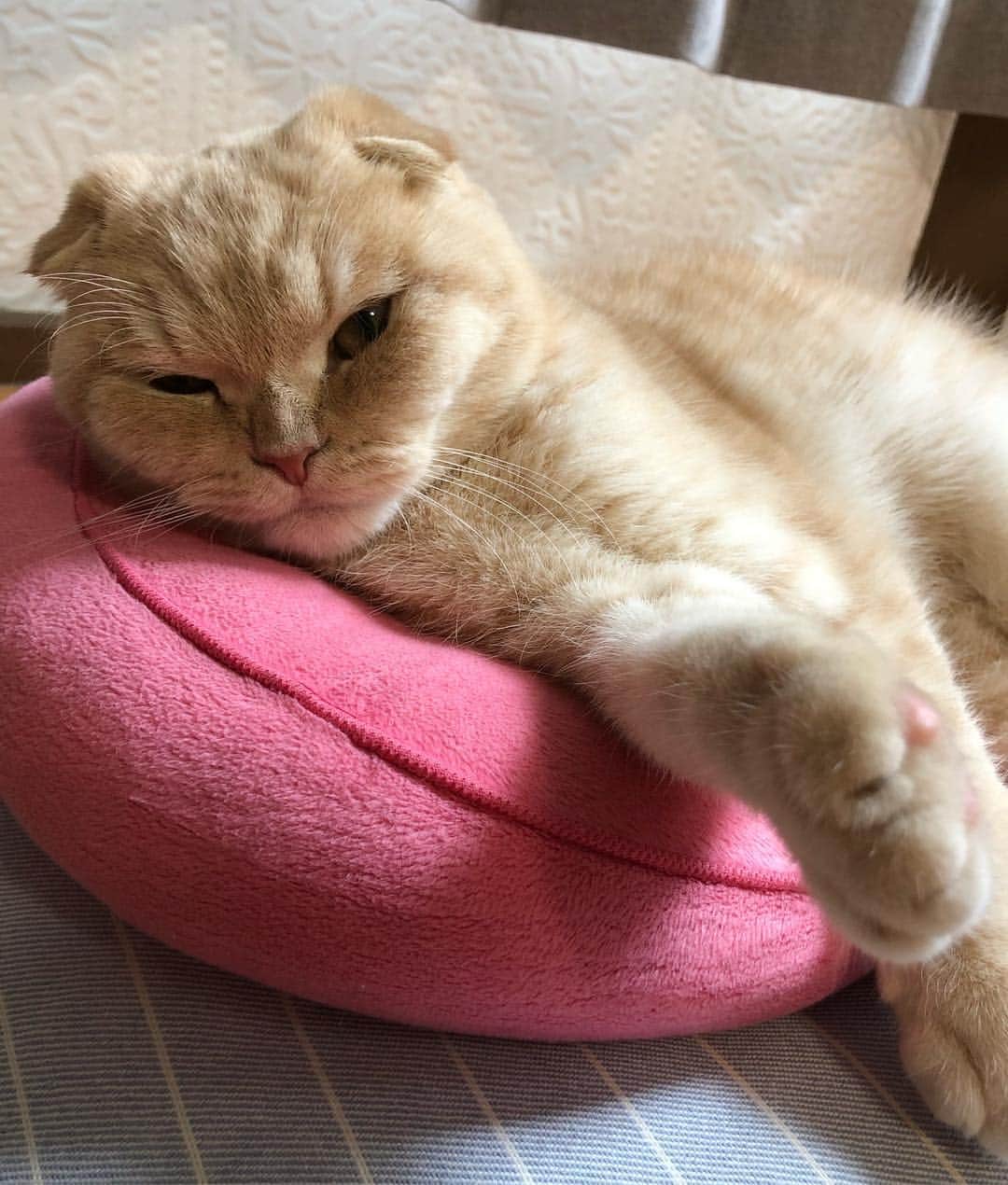 相馬有紀実さんのインスタグラム写真 - (相馬有紀実Instagram)「もへいとデートなうに使っていいよ。  byもへい  #流行りすぎたけど  #デートなうに使っていいよ  #すこてぃっしゅふぉーるど  #猫 #猫のいる暮らし #癒し」5月28日 17時49分 - yukimi_soma