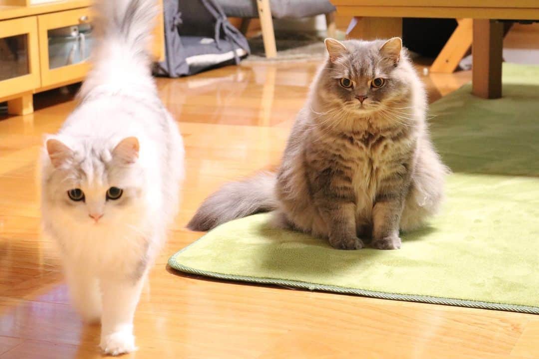 のインスタグラム：「銀ちゃん顔はキリっとしてるんだけどな〜 体型はまん丸癒し系だな🥺  #毛量が多くてブラッシングしにくい #もふもふなのに毛玉にならない #抜け毛も少ない #ねこのいる生活  #ねこのいる暮らし」
