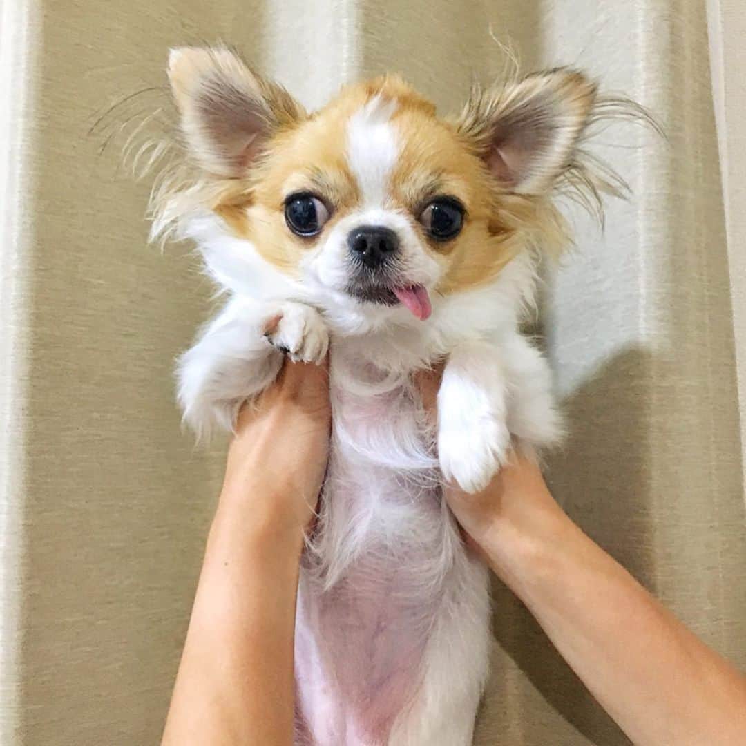 ちまのインスタグラム
