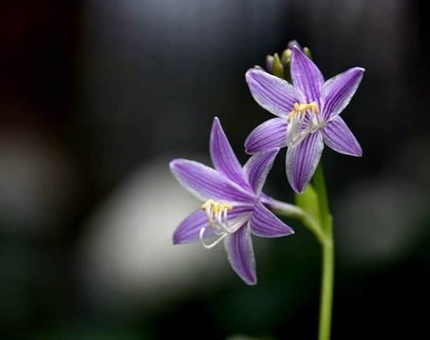 花の写真館のインスタグラム：「Photo by @yoysyoy.⠀ https://instagram.com/yoysyoy/⠀ .⠀ Original Post[投稿頂いたURL]⠀ https://www.instagram.com/p/BV3_OlSAs-q/⠀ .⠀ 本アカウントは、 #私の花の写真 をつけてInstagramに投稿された皆さまの花の写真や、「花の写真館」Facebookページで投稿された花の写真を紹介します。⠀ 「花の写真館」Facebookページは、「 @floral.photograph 」のプロフィールにあるURLからご覧ください。⠀ .⠀ #花の写真館 #floralphotograph #floralphoto #flower #flowers #富士フイルム #FUJIFILM⠀ Follow: @floral.photograph」