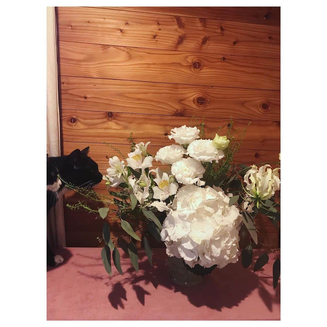 中田絢千のインスタグラム：「‪花束をいただいた！ ものの、茹だる暑さでしおしお。。。。 急いでほどき一晩水を吸い上げてもらったら、みるみるうちにぴん！と元気になった。すごいぞ生命力。（と、もれなくチェックしにくるおじゃま虫たち😸）‬ トルコキキョウも大ぶりの紫陽花も大好き。 ありがとうございました💐 このお知らせはまた後日に〜〜。🗣」