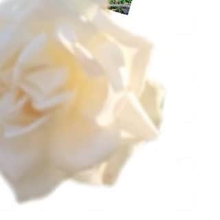 歌田初夏さんのインスタグラム写真 - (歌田初夏Instagram)「歌田の挑戦  #お花 #インスタグラム」5月28日 19時46分 - utahatsu78