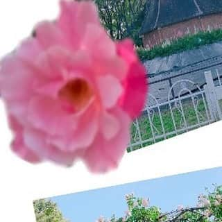 歌田初夏さんのインスタグラム写真 - (歌田初夏Instagram)「ピンクのお花🌸  #名城公園」5月28日 19時48分 - utahatsu78