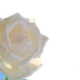 歌田初夏さんのインスタグラム写真 - (歌田初夏Instagram)「白いお花🌼  #お花」5月28日 19時49分 - utahatsu78
