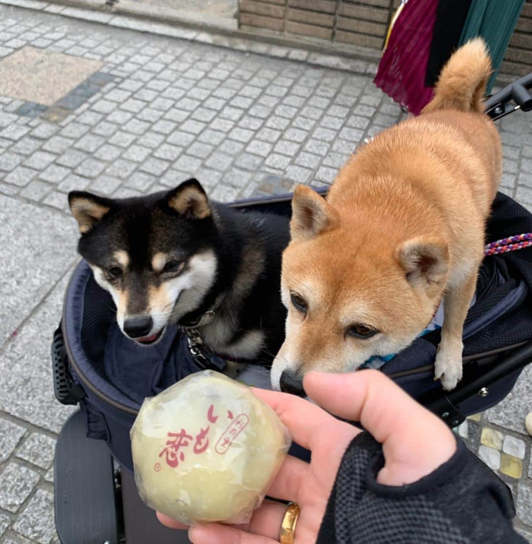 豆柴なつ&ふゆさんのインスタグラム写真 - (豆柴なつ&ふゆInstagram)「We go to Kawagoe‼️😆💕 川越に寄りました‼️😆💕 #旅行 #trip #時の鐘 #川越 #柴友 #柴犬#shiba #shibainu #shibastagram #shibamania #sweet#豆柴#癒し  #仲良し #pecoいぬ部#doglove #dogstagram #dogoftheday #かわいい#instashiba  #🐕📷 #ふわもこ部 #friends #犬#instacute #柴#proudshibas #cutepets #わんこ」5月28日 19時54分 - mameshiba.natsuinu56