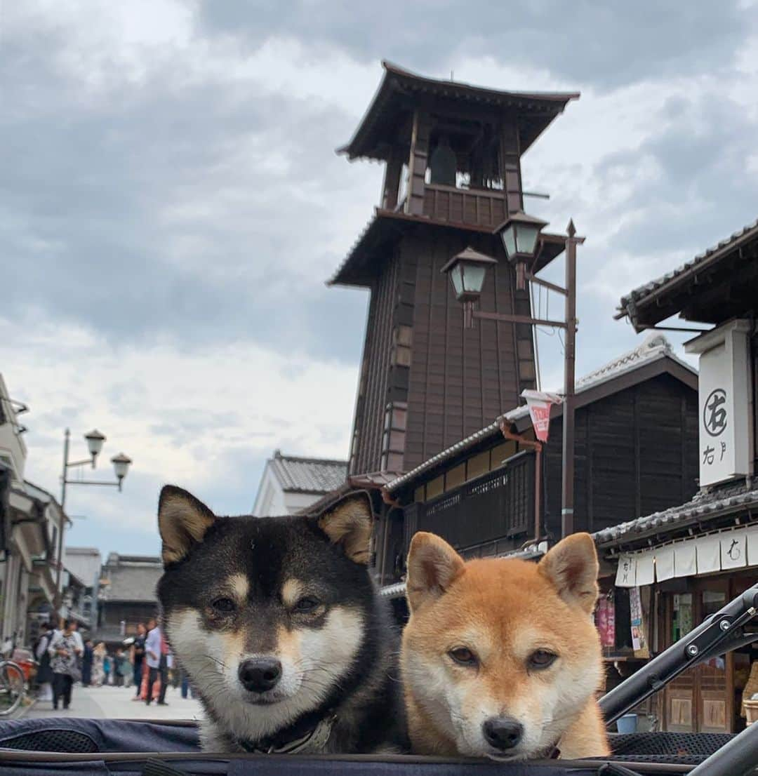 豆柴なつ&ふゆのインスタグラム