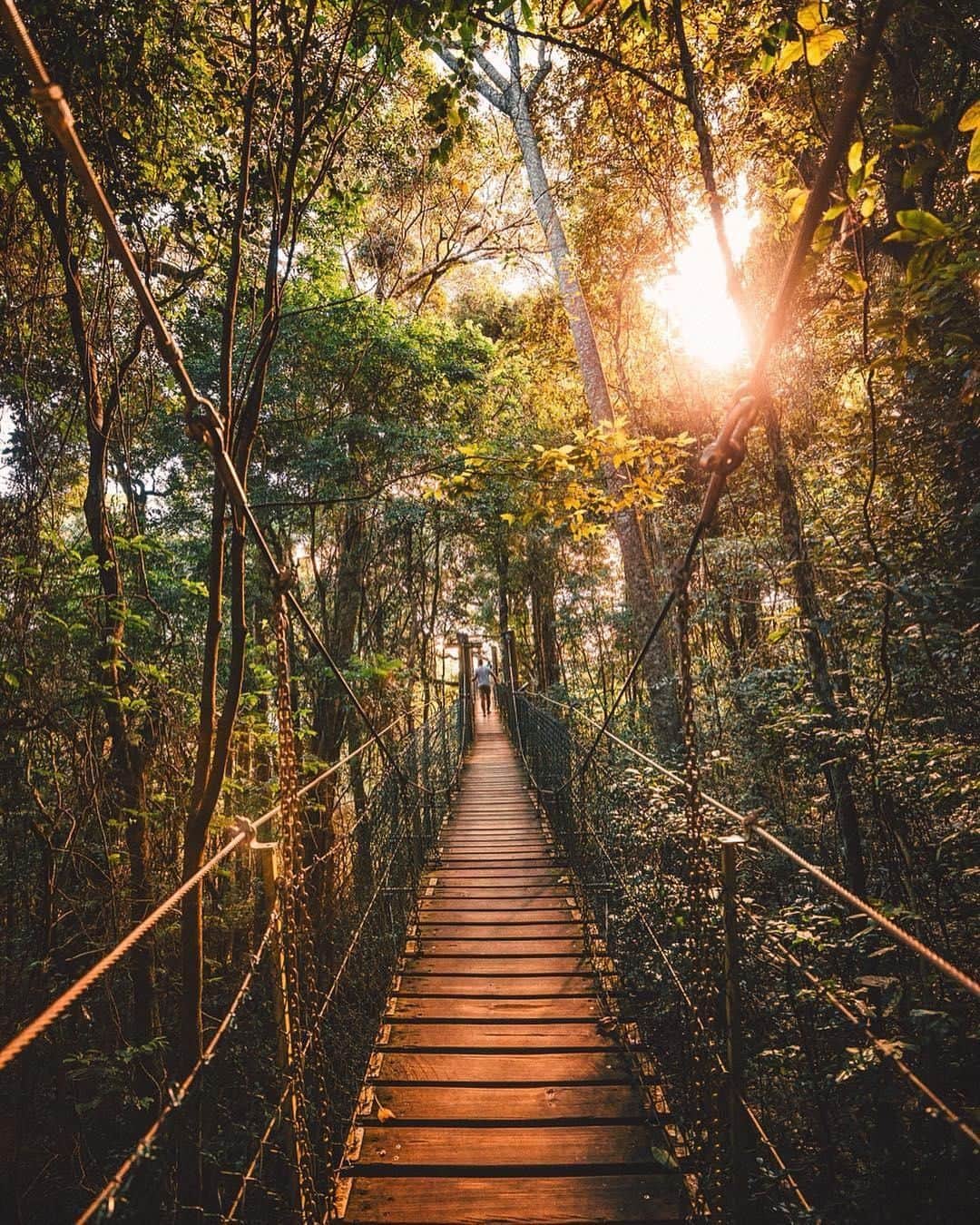Australiaさんのインスタグラム写真 - (AustraliaInstagram)「Walking way up high amongst a World Heritage-listed #rainforest canopy? Yes please! 🌳🍃 @mycolourfulworld_ did the ‘tree top walk’ here at @oreillysrainforestretreat in #LamingtonNationalPark, which consists of nine suspension bridges that are up to 16 metres above ground. The national park is only a 1.5-hour drive from @destinationgoldcoast, and it’s a must-do for nature lovers and thrill seekers visiting @queensland. TIP: The ‘tree top walk’ is free of charge, but the retreat also offers plenty of paid guided tours to explore other parts of the park.  #SeeAustralia #thisisqueensland #WeAreGoldCoast #travel #thegreatoutdoors」5月28日 20時00分 - australia