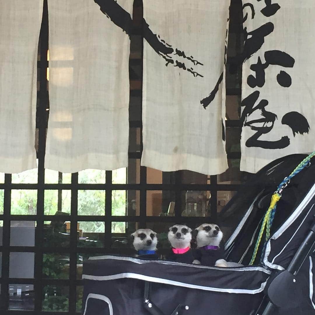 ほうとう 富士の茶屋さんのインスタグラム写真 - (ほうとう 富士の茶屋Instagram)「富士山の麓からこんばんは、富士の茶屋です🗻 本日はペット同伴OKのテラス席へ可愛いミーアキャットちゃん達がご来店、当店取扱・樋山さんちの鹿肉ジャーキーを召し上がって頂きました😊 ・ テラス席ではわんちゃん達とも同伴でお食事可能です。富士山や河口湖でご一緒にお食事をお考えの方、是非お待ちしております🐶  #ほうとう#富士の茶屋#うどん#山梨#富士山#河口湖#ペット同伴可#ミーアキャット#鹿肉ジャーキー#ワンさまニャンさま」5月28日 20時31分 - hoto_fujinochaya