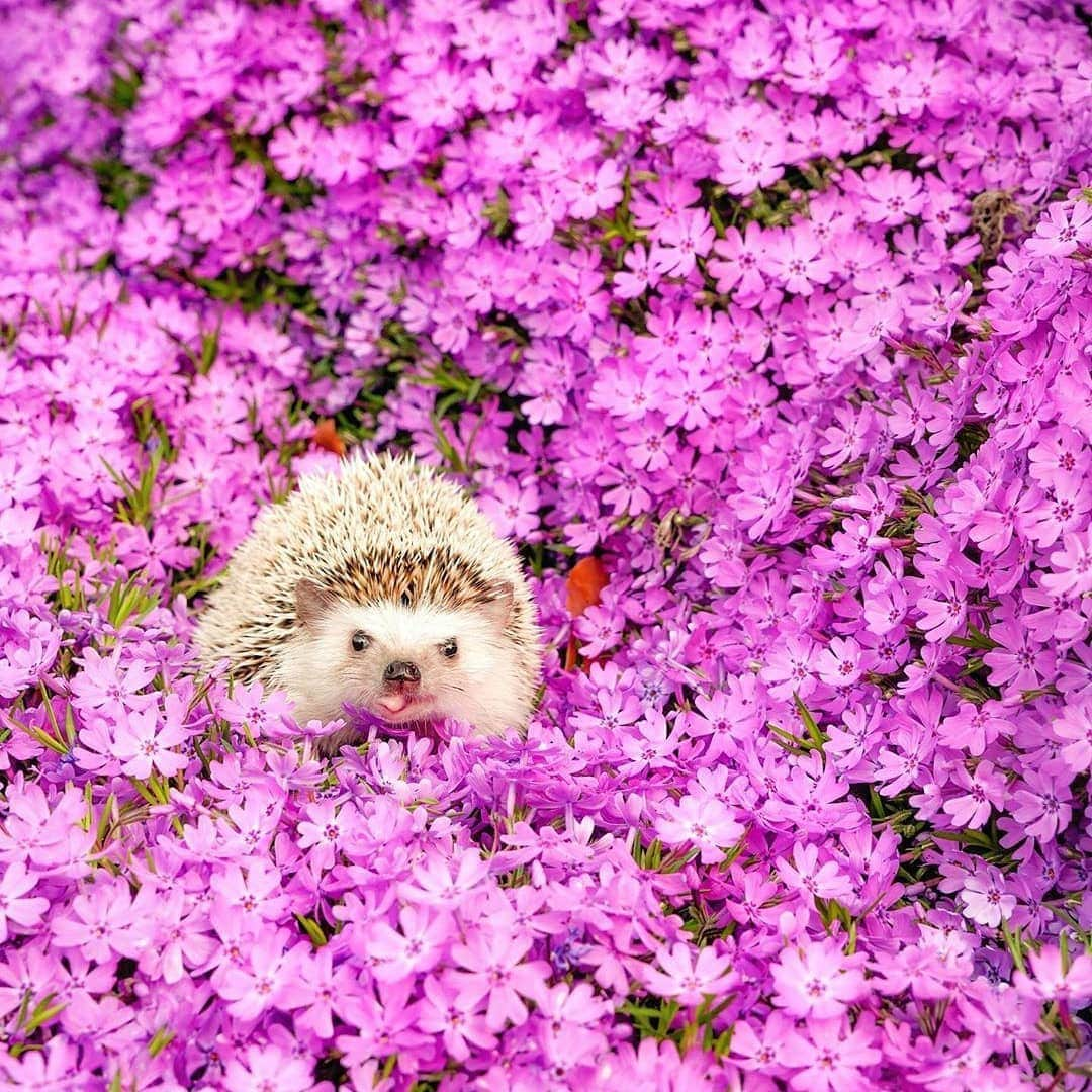 9GAGさんのインスタグラム写真 - (9GAGInstagram)「Tag a flower boi 📸 @choco_mint.hedgie - #hedgie #hedgehog #9gag #spring #summer」5月28日 20時35分 - 9gag