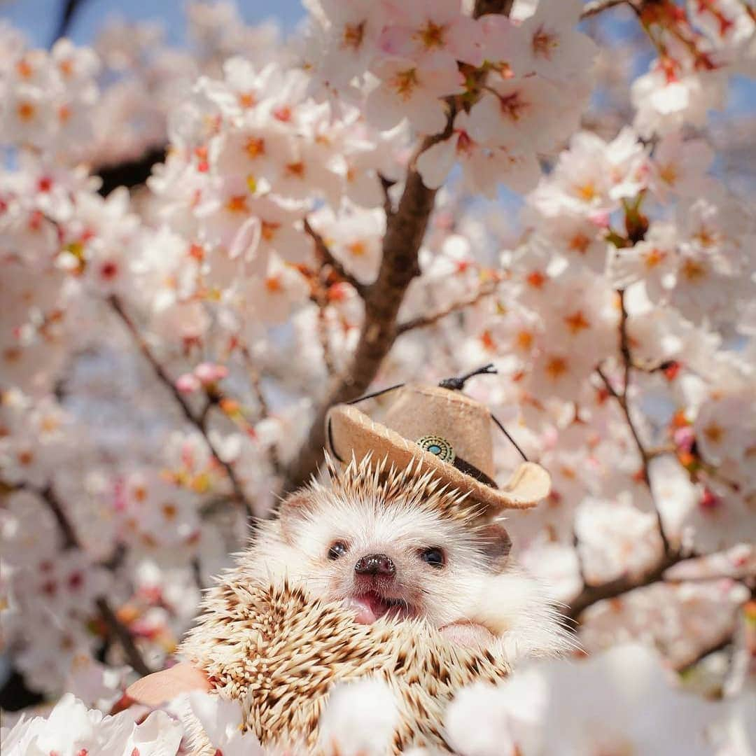 9GAGさんのインスタグラム写真 - (9GAGInstagram)「Tag a flower boi 📸 @choco_mint.hedgie - #hedgie #hedgehog #9gag #spring #summer」5月28日 20時35分 - 9gag