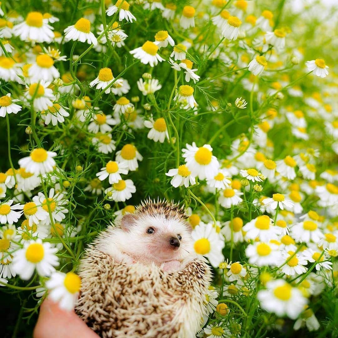 9GAGさんのインスタグラム写真 - (9GAGInstagram)「Tag a flower boi 📸 @choco_mint.hedgie - #hedgie #hedgehog #9gag #spring #summer」5月28日 20時35分 - 9gag