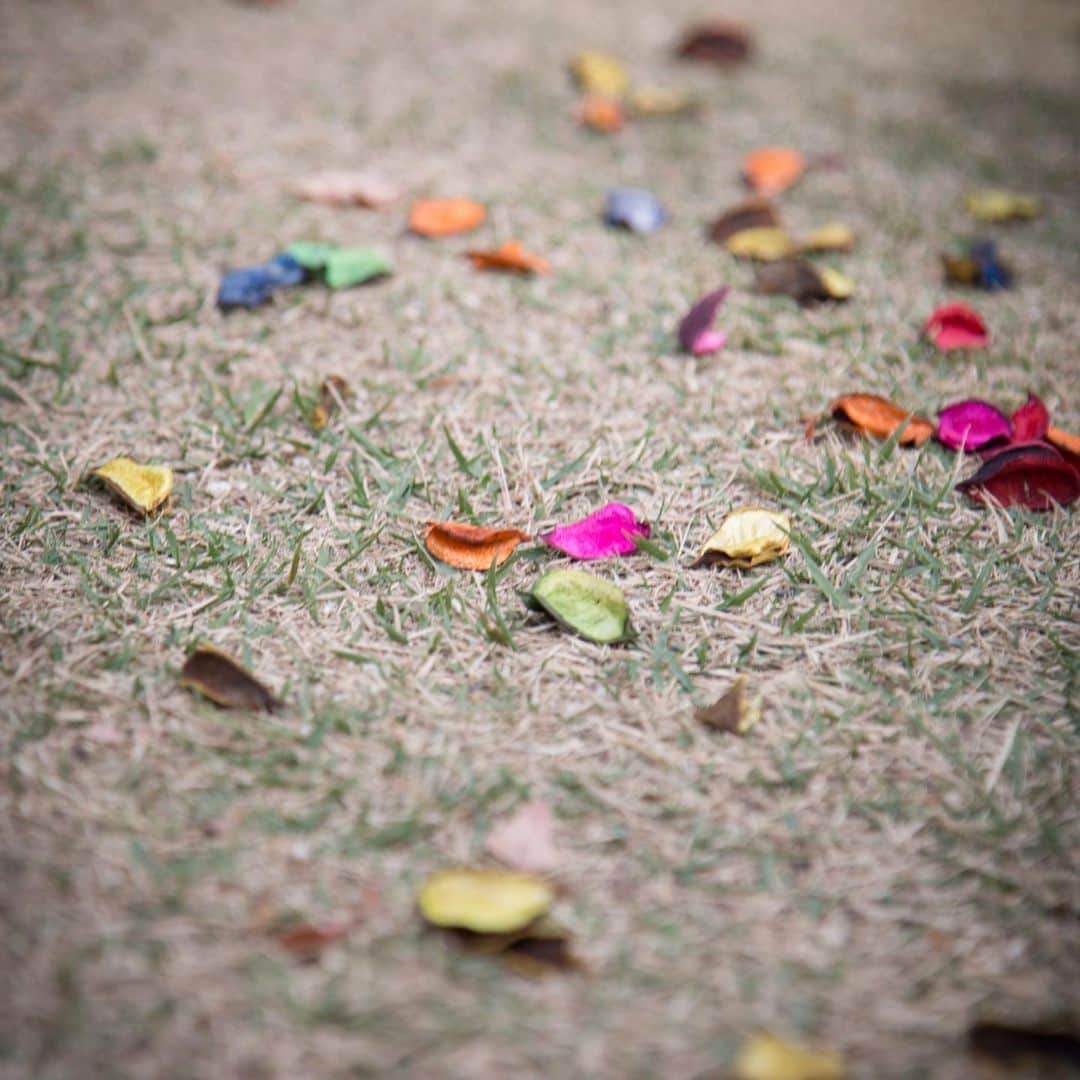 The Sally Garden（ザ サリィガーデン）さんのインスタグラム写真 - (The Sally Garden（ザ サリィガーデン）Instagram)「. . 色とりどりの葉っぱを使った #フラワーシャワー もとい #リーフシャワー . 葉っぱを使うので ナチュラルウェディングが テーマの花嫁様に選ばれています . グリーンだけではなく 様々な色を使うので とても綺麗。 . -----おすすめフェア情報----- 【6月2日(日)★人気No.1フェア】 ガーデン×貸切邸宅×絶品試食×最新トレンド紹介 ------------------------------ 今回はなんと 無料試食に加え、 「何から始めればいいかわからない」 そんな二人に、経験豊富なスタッフが 海外のトレンドやサリィガーデンの結婚式を実例でご紹介します！ . . きっと“ふたりらしさのヒント”が見つかるフェアです♩ . 詳しくはプロフィールのHPから!! ------------------------------ . 公式ホームページは @the_sally_garden のURLから✴︎ ☞http://sally-garden.jp/ ． ・。*・。*・。*・。*・。*・。*・。*・。*・ . @the_sally_garden をフォローして 『#ザサリィガーデン』をつけて お写真を投稿してみてください＊⑅。 こちらの公式IGで写真がリグラムされるかも♩ . ・。*・。*・。*・。*・。*・。*・。*・。*・ #ザサリィガーデン #gardenwedding #naturalwedding  #wedding #bridal #花嫁diy #結婚式diy #結婚式準備 #ラスティックウェディング #オリジナルウェディング #ゼクシィ #marry花嫁 #ウェディングニュース #fannyレポ #ウェディングレポ #栃木花嫁 #群馬花嫁 #栃木 #群馬 #プレ花嫁 #結婚式 #卒花  #2019年春婚 #2019年夏婚 #2019wedding」5月28日 21時19分 - the_sally_garden