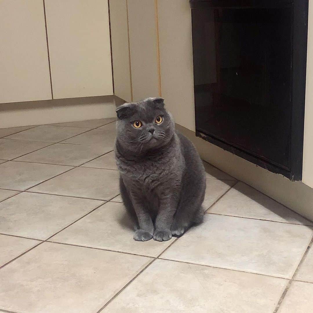 Baconのインスタグラム：「When you’ve been asked to wait patiently but you don’t understand why that is necessary. 🙀🙀🙀#KingBacon #royalty #hurryup」