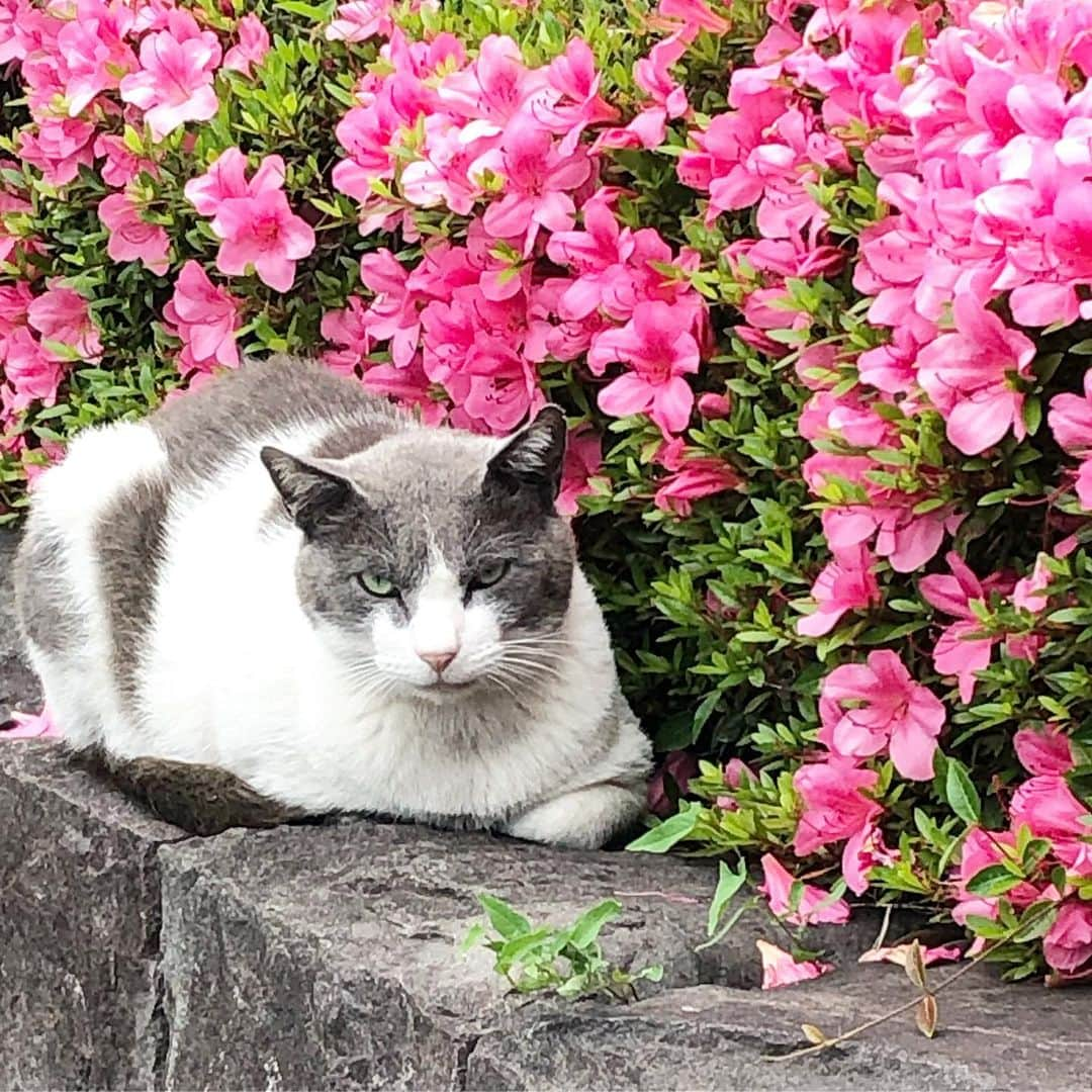 本田みずほさんのインスタグラム写真 - (本田みずほInstagram)「今日会ったかわい子ちゃん🐈 泣いたらダメだよって 言ってもらえた気がする。 笑顔でおくってあげてねって 言われた気がする。 私をじっと見つめて。」5月28日 21時30分 - mizuhonda0422