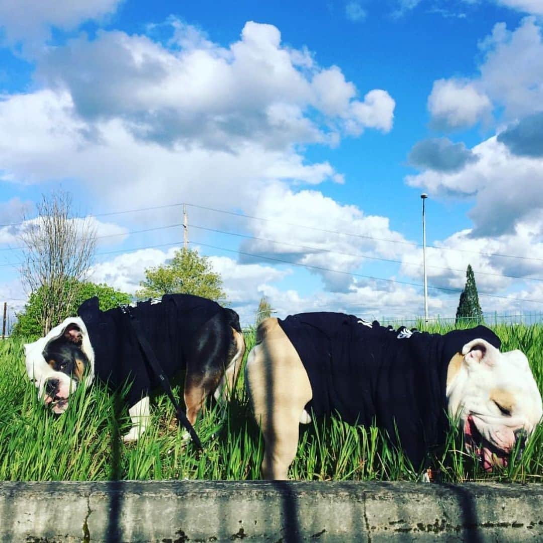 Bodhi & Butters & Bubbahさんのインスタグラム写真 - (Bodhi & Butters & BubbahInstagram)「Thug life ✌🏼 . . . . . #bulldog #brothers #puppy #love #gangster #life #dogsofinstagram #bestoftheday」5月29日 2時57分 - keonistuff