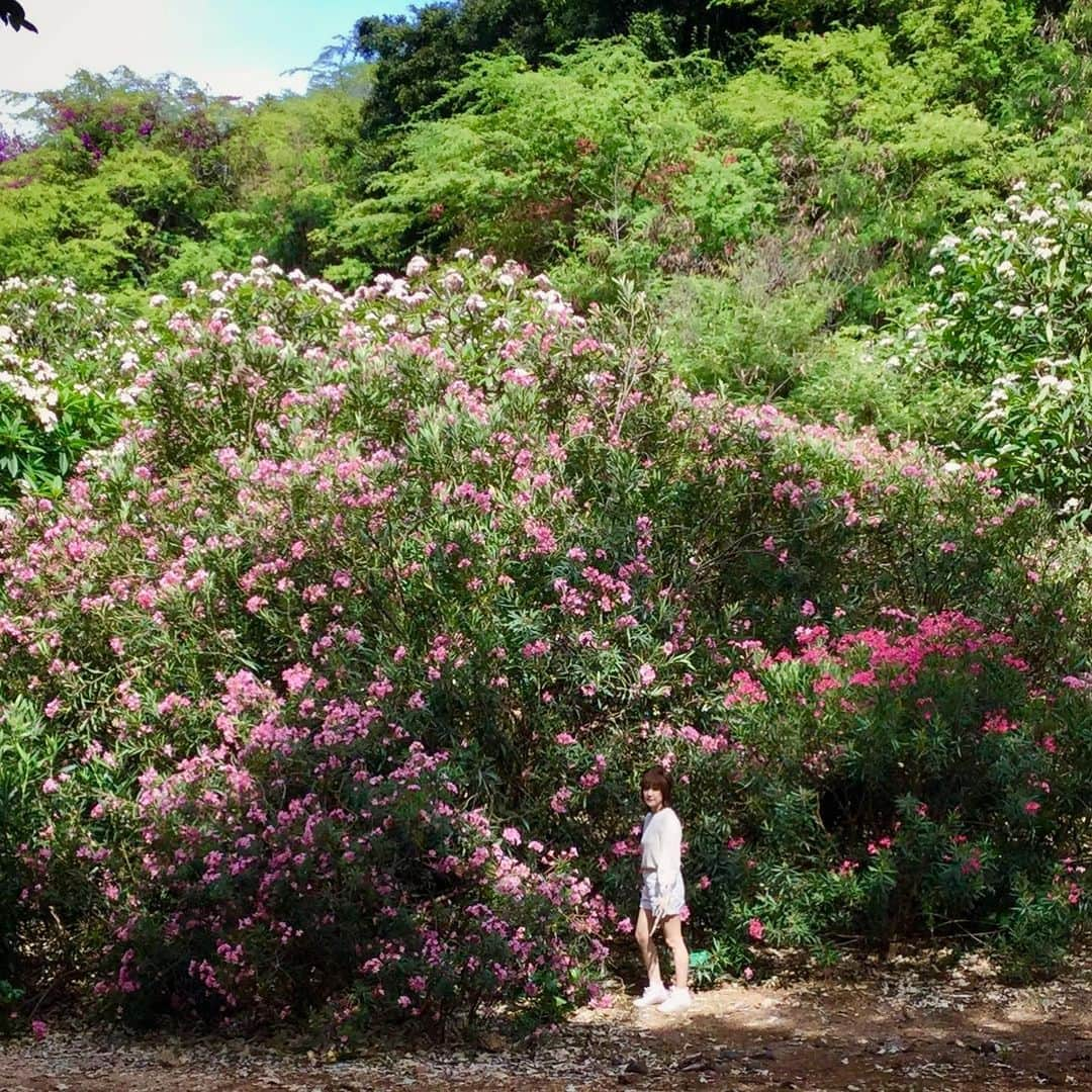 鈴木蘭々さんのインスタグラム写真 - (鈴木蘭々Instagram)「良い匂い🌸あーいい匂い🌸💕☺️ブーゲンビリアも沢山咲いていました✨  #プルメリア #ずっと吸ってたい #癒される #歩きながら吸引 #ブーゲンビリア #大きく育っているので全体と一緒に撮ろうとすると人物が極小（笑）」5月29日 3時00分 - lanlan_suzuki