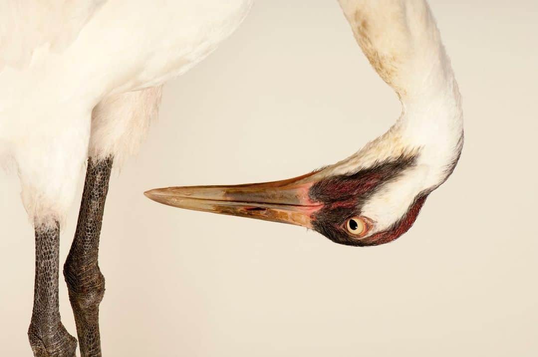 Joel Sartoreさんのインスタグラム写真 - (Joel SartoreInstagram)「The whooping crane, pictured here @auduboninstitute, saw its numbers drop to just 15 birds in the early 1940s. Decades later, this number has climbed to over 800 captive and wild birds thanks to captive breeding efforts, land protection, and public education. The only remaining self-sustaining population of whooping cranes is the naturally occurring flock that breeds in Canada and winters in Texas. On their wintering grounds along the Gulf Coast of Texas, these birds feed almost exclusively on blue crabs, like this one @gulfspecimen (see second image). The coastal marshes provide excellent habitat for the crabs if salinity levels remain moderate, but when freshwater is reduced, fewer crabs are available for whooping cranes, threatening the survival of this delicate population. To alleviate this threat @savingcranes works with diverse partners in Texas to protect the coastal ecosystem, its wildlife, and the vital coastal economy. Purchasing sustainably caught seafood and helping to remove abandoned fishing gear from waterways are two ways you can take action to help save both whooping cranes and blue crabs! #whoopingcraneday #endangeredspecies #bluecrab #crabbing #sustainableseafood #Texas #ecosystem #photoark #savetogether」5月28日 21時40分 - joelsartore