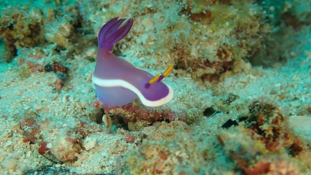 Supassaraさんのインスタグラム写真 - (SupassaraInstagram)「เจ้านูดี้ตัวน้อย💚🌈💘 #nudibranch #Sipadanisland #Malaysia Thx to P’Nick ( @diveactiongear ) for lending me his camera and ring light. 🎥 🌊」5月28日 21時35分 - supassra_sp