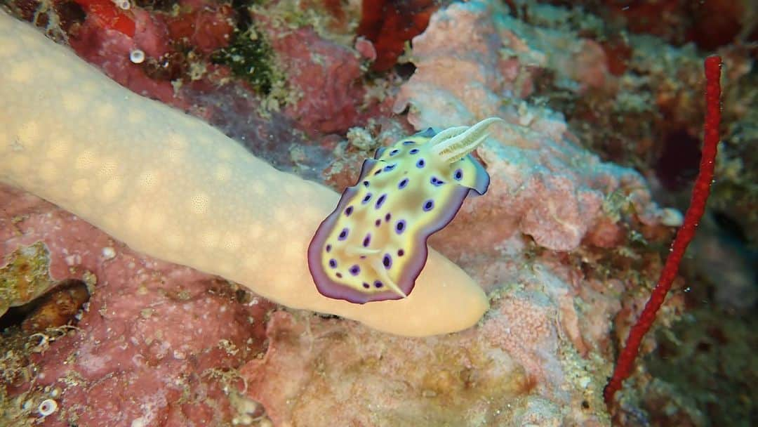 Supassaraさんのインスタグラム写真 - (SupassaraInstagram)「เจ้านูดี้ตัวน้อย💚🌈💘 #nudibranch #Sipadanisland #Malaysia Thx to P’Nick ( @diveactiongear ) for lending me his camera and ring light. 🎥 🌊」5月28日 21時35分 - supassra_sp