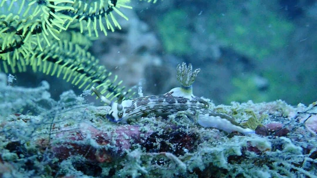 Supassaraさんのインスタグラム写真 - (SupassaraInstagram)「เจ้านูดี้ตัวน้อย💚🌈💘 #nudibranch #Sipadanisland #Malaysia Thx to P’Nick ( @diveactiongear ) for lending me his camera and ring light. 🎥 🌊」5月28日 21時35分 - supassra_sp