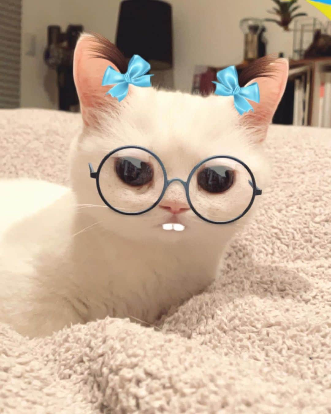 ダニョ（鈴木えみ）のインスタグラム：「流行りに乗ってみたにょ #danyo #danyocawaii #munchkin #whitecat #catstagram #catlovers」