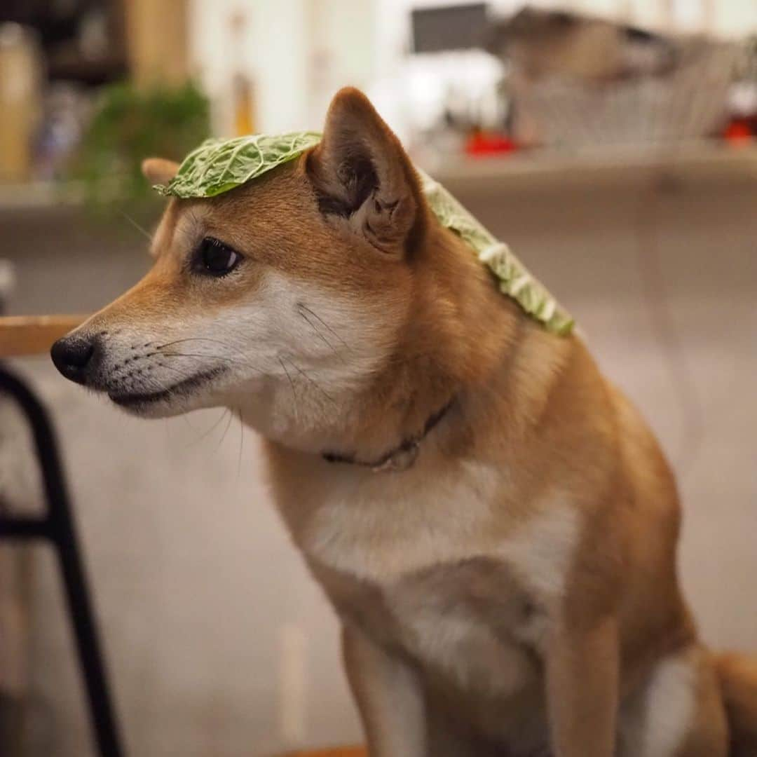 豆柴にこちゃんさんのインスタグラム写真 - (豆柴にこちゃんInstagram)「🐶 ステキなかぶりもの特集。 （全て既出写真です） . にこ、6/11から入院だってのに、 パパは貴重な今週土日仕事だってよ！ にこがオコ😾だよ！ . #にこの右足闘病記 . ●ラインナップ キャサリン（ビバリーヒルズ青春白書より） いちご犬 グレフル犬 白菜犬 にこみ プレゼントはワタシ犬 バニー犬 あめちゃん犬 メンディ犬 メリクリ犬 . #2枚目の目の死に具合 . #柴犬#豆柴#pecoいぬ部#犬#わんこ#犬#ここ柴部#shibainu#dog#mameshiba#pecotv#dog#いぬのきもち部#しばいぬ#しばけん#こいぬ#シバイヌ#いぬ#イヌ#赤柴#マメシバ#ペット#日本犬#子犬#puppy#doggo#pet」5月28日 21時42分 - nikochan.mame48