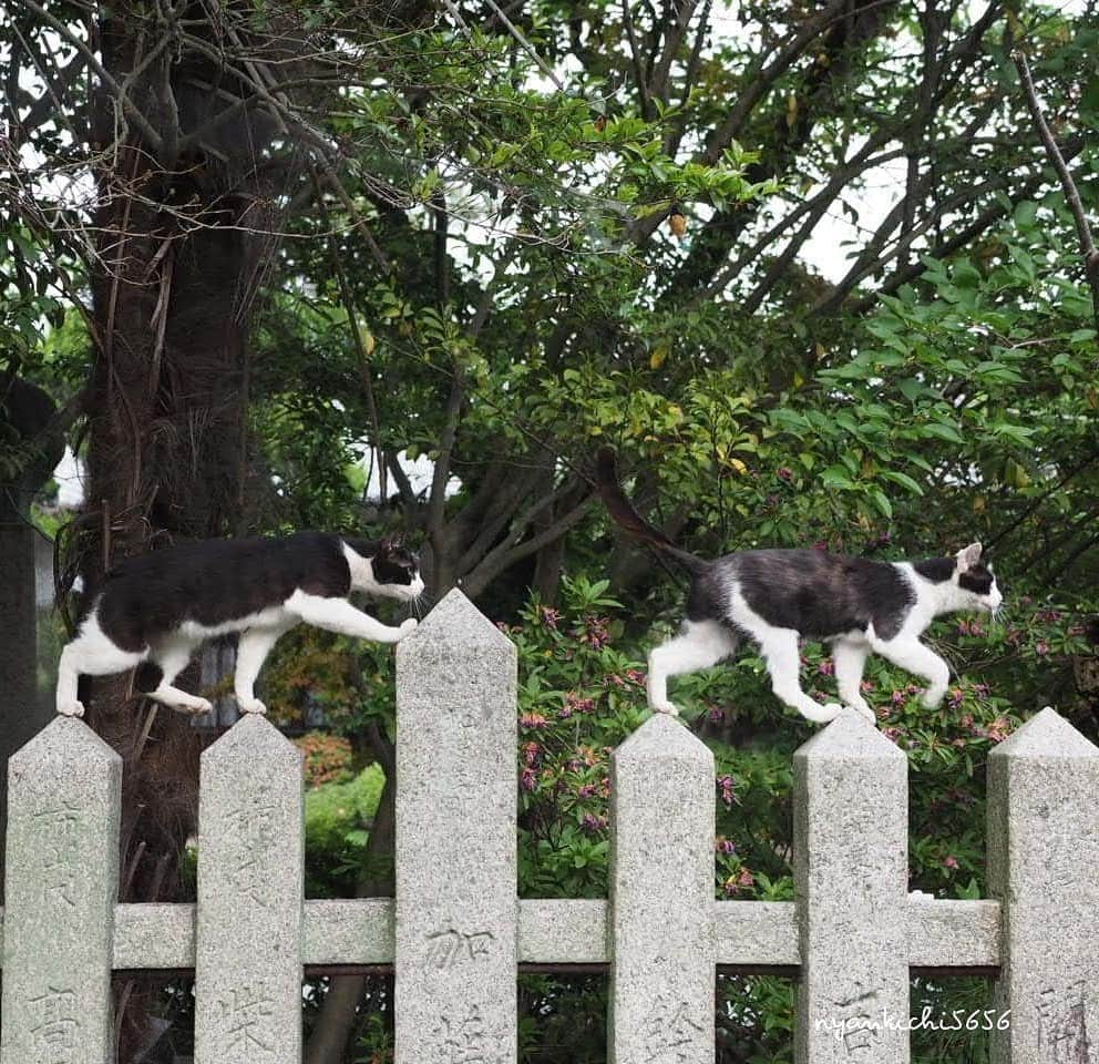 路地裏のにゃん吉さんのインスタグラム写真 - (路地裏のにゃん吉Instagram)「synchronicity 一心同体シンクロ隊  #生き抜け野良猫  #แมว #igersjp#ねこ#猫#ig_japan#ねこ部#ふわもこ部#野良猫#にゃんすたぐらむ#みんねこ #cats#ファインダー越しの私の世界 #catsofinstagram#catstocker#instagramjapan##catloversclub#ペコねこ部#ピクネコ #東京カメラ部#icu_japan#team_jp_西 #고양이#nekoclub #catstagram#japan_photo_now #bestcatclub #loves_nippon#balousfriends#ファインダーは私のキャンパス」5月28日 21時43分 - nyankichi5656