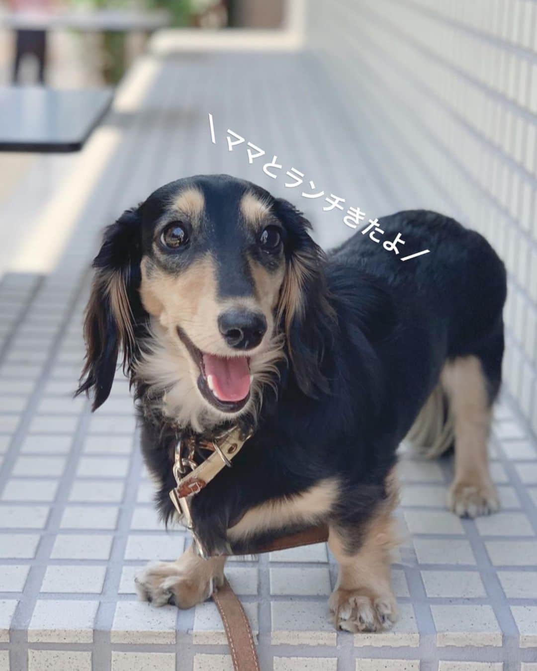 小日向えりのインスタグラム：「愛しのきな粉💕💕 甘えん坊で、寂しがり屋で、ずっとくっつきたがる。そして誰にでも愛想を振りまく…(誰でもいいんかいっ！) 私に似たかな（笑）」