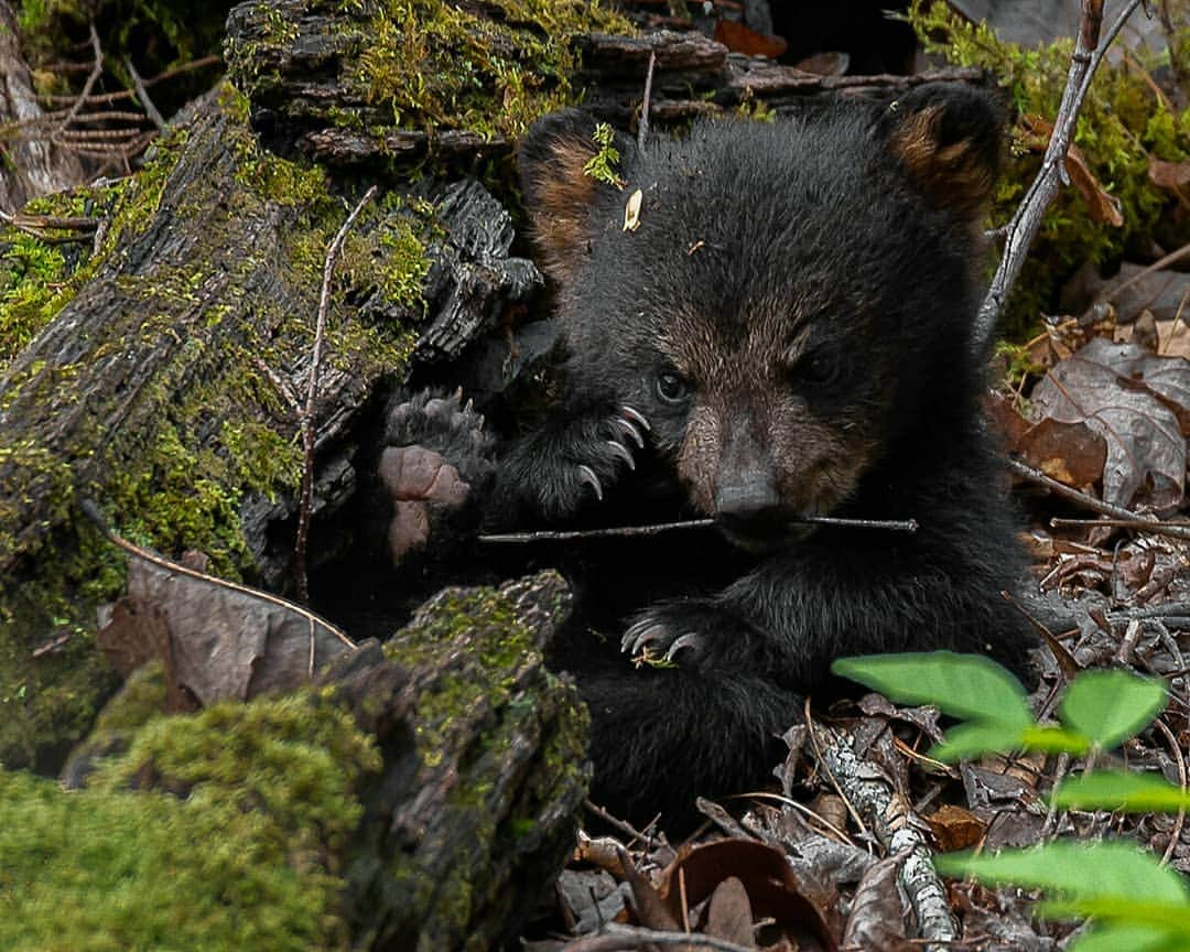 Sigma Corp Of America（シグマ）さんのインスタグラム写真 - (Sigma Corp Of America（シグマ）Instagram)「This cute picture was captured by Larry Patterson with the SIGMA 150-600mm F5-6.3 DG OS HSM Sports lens. . . . #sigmaphoto #sigma150600sports #bear #photography #wildlifephotography #TelephotoTuesday」5月28日 22時26分 - sigmaphoto