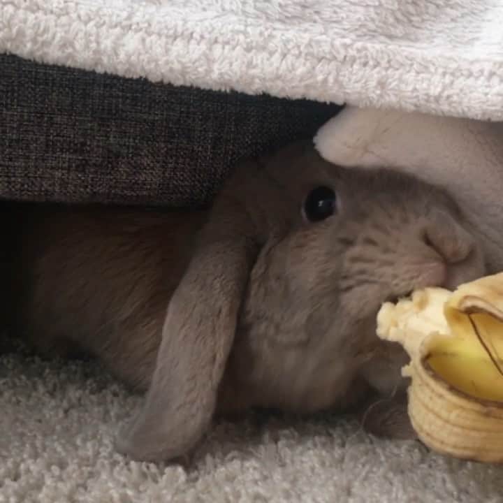 Marbee Moo, Olive & Taffyのインスタグラム：「The banana monster under the sofa 🍌😂」