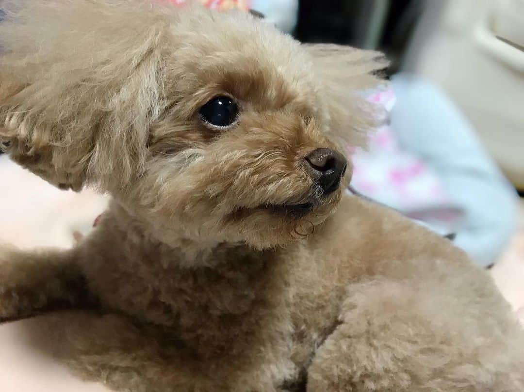 のインスタグラム：「. . . 久しぶりに実家に帰って 杏に会ってきました。 . . やっぱ世界一可愛い。 . . #jpn #photo #instagood #f4f #l4l #followme #일본인 #얼짱 #소통해요 #팔로우해요 #トイプー #トイプードル #犬 #犬のいる暮らし #犬のいる生活 #愛犬 #dog #toypoodle」
