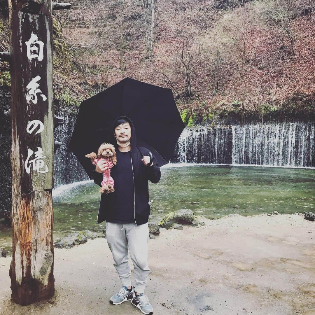 石川龍のインスタグラム：「大型連休中に訪れた、軽井沢の白糸の滝。それと霧の中ライトアップされた何らかの木。 #白糸の滝 #トイプードル女の子  #toypoodle  #トイプードル #まめきち #軽井沢」