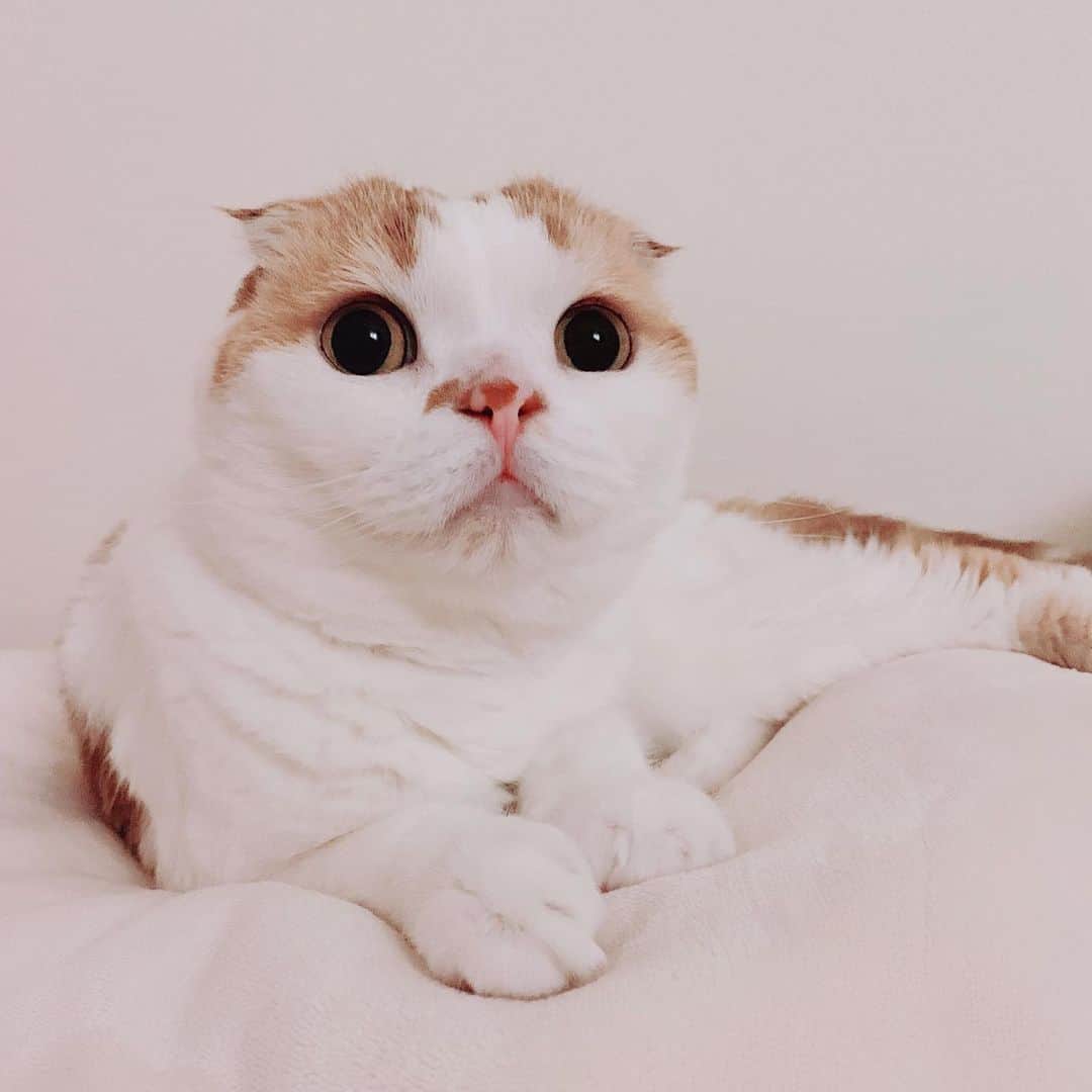 のんたのインスタグラム：「ちびっこたちが遊んでいるのを眺めるのんちゃん。 ・ 3にゃんになった我が家ですが、アカウントを分けることや、投稿する順番などは特に考えていません。今までどおり気ままに続けていけたらと思います😊 ・ #scottishfold #catstagram_japan #catsofinstagram #cats_of_instagram #catoftheday #purr #ilovemycat #bestmeow #catlover #cutecat #kittensofinstagram #cute #スコティッシュフォールド」