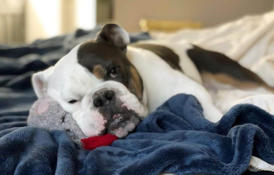 Bodhi & Butters & Bubbahさんのインスタグラム写真 - (Bodhi & Butters & BubbahInstagram)「Pro tip for when you have to have surgery: bring your own fuzzy socks because the hospitals suck!!! And have your service dog pre warm them so they’re extra toasty 🥰 . . . . #disabledandcute #bulldog #bestoftheday #servicedog #surgery #sucks #love #my #puppy #dogsofinstagram #grateful #blessed」5月28日 23時16分 - keonistuff