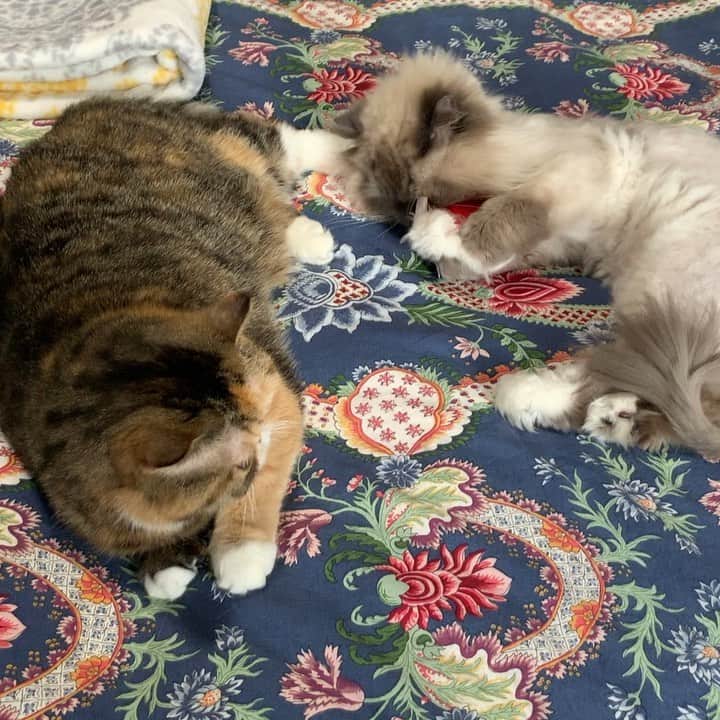 Tinaのインスタグラム：「Nothing is getting in between George and this catnip heart from @catladybox , not even Wheezy’s foot. 😂👏🏻❤️#catladybox」