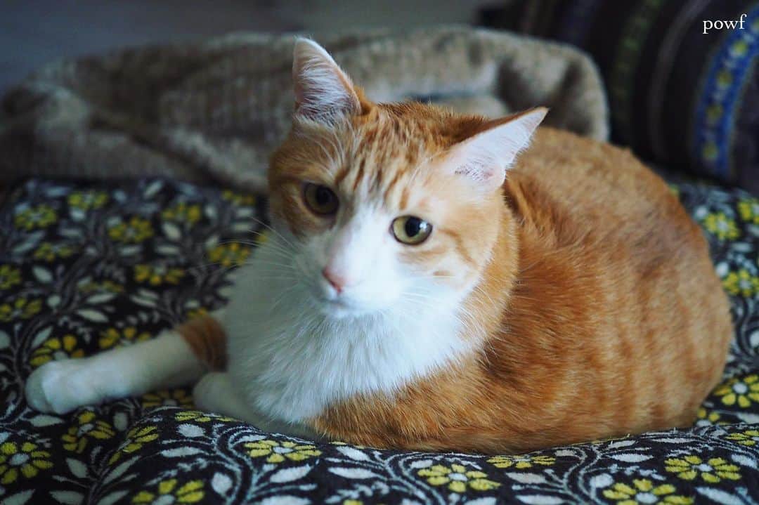 anemone_69のインスタグラム：「. #ハカセとキョウジュ #茶トラ白 #茶白 #cat #猫 #保護猫 . .」