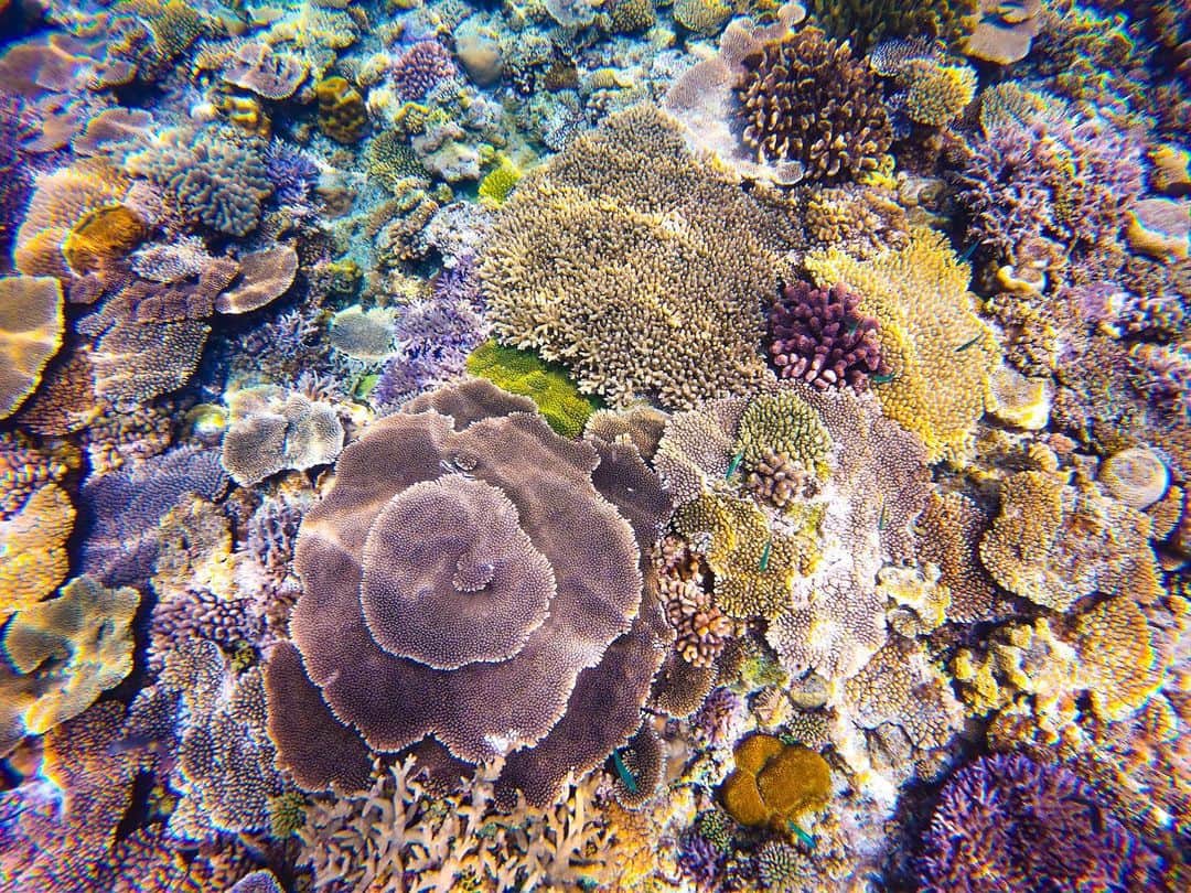 maakoさんのインスタグラム写真 - (maakoInstagram)「Colorful coral 💜💚💙🧡 ・ 約5年ぶり水納島の海は 変わらずイキイキ元気な カラフル珊瑚で めちゃくちゃきれいでした😭🙏🏾🦋💜💜💜 色んな海見たけどここの珊瑚は 本当に綺麗でうっとり🥰 水納島ツアー @asaki_islandlife × #マコ旅 ・ SNORKELINGグッズ🧜🏽‍♀️ @gull_diving1955 マスク #マンティス5  フィン #MEW みんなGULLの白マスク白フィンでお揃い🥰💙💙💙 ・ Snorkeling Shop⛴ @okinawa_island_crew 🧜🏽‍♀️ 珊瑚がきれいな場所はボートシュノーケルで連れて行ってくれます☺️🐠💜💜💜 ・ 📸 #goprohero7  #gull_diving1955 #gull_diving #gull」5月28日 23時21分 - maakomind