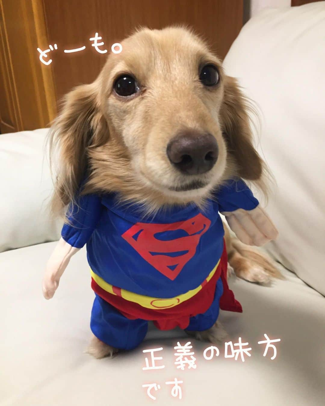 チズさんのインスタグラム写真 - (チズInstagram)「久しぶりの登場🐶🔥 前傾姿勢の#スーパーワン  #正義の味方#強さなし #癒し担当#飛べないヒーロー #我が家の平和守り隊 🕊  #Mダックス#MiniatureDachshund #ミニチュアダックス #ミニチュアダックスフンド #ミニチュアダックスクリーム #カニンヘンダックス #カニンヘンダックスフンド #犬なしでは生きていけません#愛しのわんこ #癒し犬 #ダックス13歳 #関西ダックス#短足犬 #短足部 #シニア犬#親父犬#犬は家族 #インスタでわんこみるのが日課 ♡♡♡♡」5月28日 23時29分 - sqi.chizu