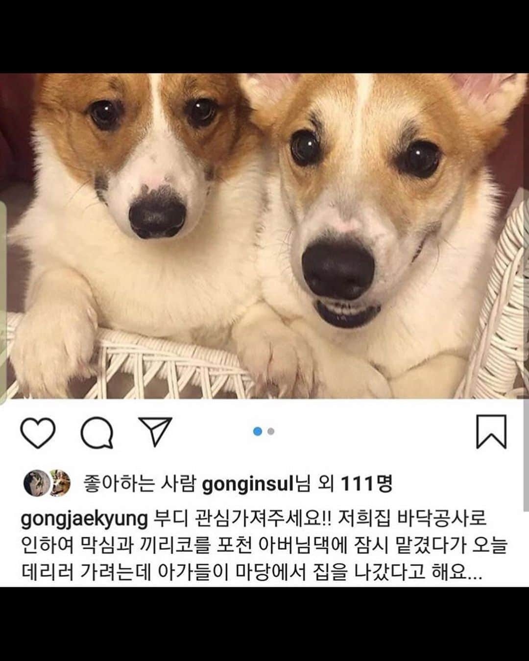 ガン・ヒョンギョンさんのインスタグラム写真 - (ガン・ヒョンギョンInstagram)「- 안녕하세요! 늦은시간 아는 지인분께서 강아지를 잃어버렸다고 하셔서 급하게 글 올려요🙏🏻 경기도 포천 사시는 분들 자세히 한 번 봐주세요😭 - 견주분께서 쓰신 글 옮겨왔어요! 다행히 두마리중 한마리인 막심은 유기견센터에서 보호중이라고 해요.. 두마리 함께 다니다가 어떤 할아버지께서 막심을 때리셔서.. 파출소에 신고가 들어왔고 피흘리는 막심만 센터로 보내졌다고 하네요.. - 끼리코는 같이 있다가 어떤 분이 임시보호를 해주셨는데 거기에서 또 탈출을 한 상태입니다. 마지막 목격장소는 포천 신읍동 극동2차 아파트 경비실부근이고 월요일 아침 7시에 사람들 눈에 띄었다는데 그 이후로 어찌된 영문인지 목격자도 없고 속만 타네요.. 하루종일 골목골목 찾다가 못찾았습니다.. 부디 보신분 연락주세요!! - 수많은 목격자분들 디엠 덕분에 그나마 한마리라도 찾을 수 있었습니다 ㅠㅠ 포천파출소에서 적극 도와주셔서 희망을 가지고 있습니다. 제보 많이 주세요!! 혹시라도 끼리코를 보신 분은 저에게!! 혹은 포천 파출소에라도 데려다주세요!! 감사합니다 ㅠㅠ 끼리코 사진 첨부합니다.. - #포천유기견 #포천강아지 #포천강아지실종 #잃어버린강아지 #잃어버린강아지찾습니다 #유기견보호소 #포천 #신읍동맛집 #포천맛집 #포천사람 #포천까페 #포천데이트 #웰시코기 #웰시 #개스타그램 #강아지스타그램 #강아지 #개 #포천유기견보호소 #양주유기견보호소」5月28日 23時36分 - babebani