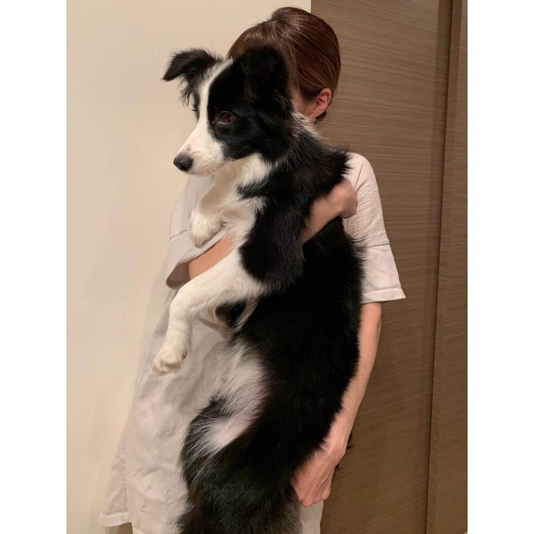 渡部いずみさんのインスタグラム写真 - (渡部いずみInstagram)「ハラミ🐼をPINCHERのPET shampoo&treatmentで洗った🥺💛フサフサ綺麗でいつも以上にカワイイです🐼💛ぶっちゃけペットシャンプー業界の全体のレベルが低すぎて、PINCHERが圧勝だと思っている😆‼️️👍スキンケアブランドがまじでペットシャンプーを開発しました🐼💛🐱開発にあたっては犬や猫の生態を専門家のもと１から勉強‼️犬の嗅覚や味覚を知れば無香料は当たり前、猫の毛づくろいを考えたら食品原料だけでの開発も当たり前😉‼️口のきけない大切な家族だからこそ、こちらが目線を合わせて選んであげないと いくらでも有害はあるということ🌱🤲🏻💛🥺 トリミングサロンで使われているシャンプーが飼い主さんが知らないだけで超微妙なやつだったり、香料すごかったりとかよくあります！サロンさんに持参してくださるほどのファンもいるPINCHERペットシャンプーはプレゼントにも人気です💛  #ハラミ#PET#petshampoo#トリミング#サロン#ペット#dog#cat#PINCHER#ピンシャー#無香料#しつけ#しつけ教室#フリスビー#三原ハラミ#竹内結子  に似ている」5月28日 23時38分 - pincher__izumi