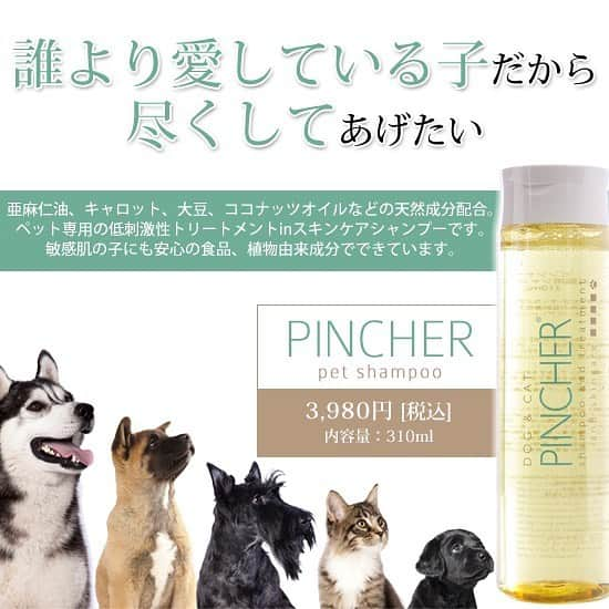 渡部いずみさんのインスタグラム写真 - (渡部いずみInstagram)「ハラミ🐼をPINCHERのPET shampoo&treatmentで洗った🥺💛フサフサ綺麗でいつも以上にカワイイです🐼💛ぶっちゃけペットシャンプー業界の全体のレベルが低すぎて、PINCHERが圧勝だと思っている😆‼️️👍スキンケアブランドがまじでペットシャンプーを開発しました🐼💛🐱開発にあたっては犬や猫の生態を専門家のもと１から勉強‼️犬の嗅覚や味覚を知れば無香料は当たり前、猫の毛づくろいを考えたら食品原料だけでの開発も当たり前😉‼️口のきけない大切な家族だからこそ、こちらが目線を合わせて選んであげないと いくらでも有害はあるということ🌱🤲🏻💛🥺 トリミングサロンで使われているシャンプーが飼い主さんが知らないだけで超微妙なやつだったり、香料すごかったりとかよくあります！サロンさんに持参してくださるほどのファンもいるPINCHERペットシャンプーはプレゼントにも人気です💛  #ハラミ#PET#petshampoo#トリミング#サロン#ペット#dog#cat#PINCHER#ピンシャー#無香料#しつけ#しつけ教室#フリスビー#三原ハラミ#竹内結子  に似ている」5月28日 23時38分 - pincher__izumi