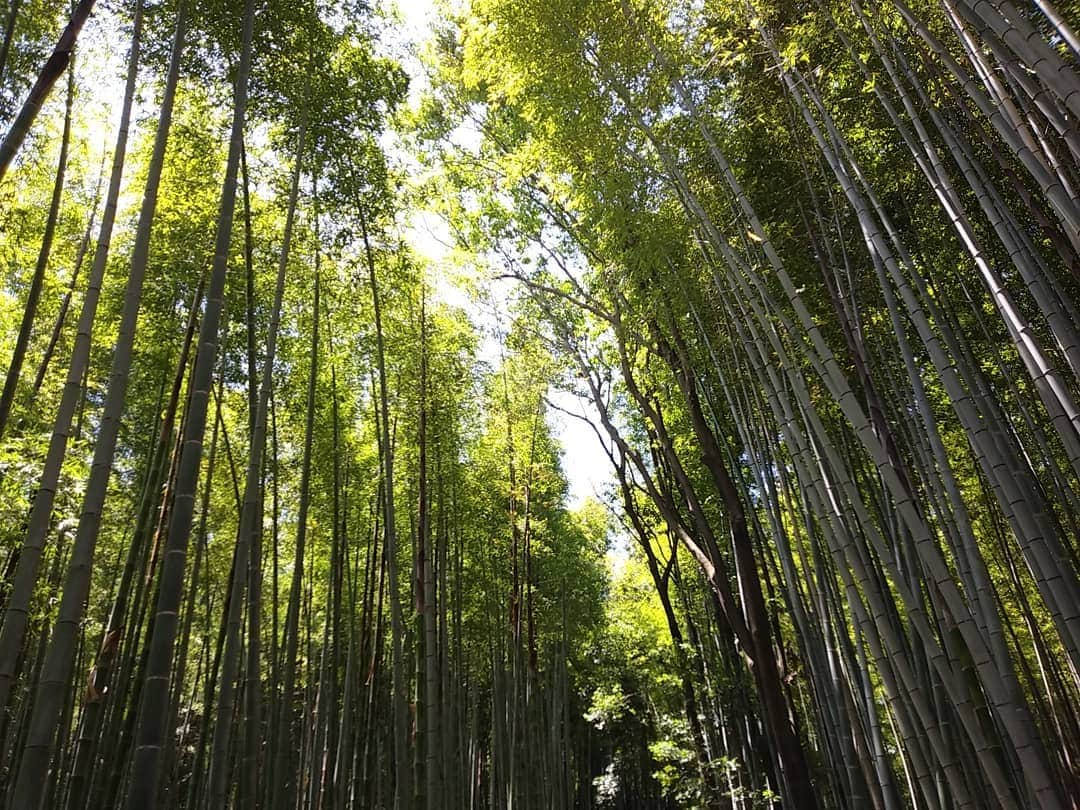 ぢゃいこさんのインスタグラム写真 - (ぢゃいこInstagram)「先日の嵐山遠足。 一人で、思い付いたとこに ふらぁ～っと出掛けるの大好きです。 #嵐山　#遠足 #おひとりさま  #おひとりさま遠足 セルフタイマーで柵にスマホを置いて写真を撮ろうと試みてたところに、中国から一人でご旅行中のお姉さまが撮ってくださり、撮り合いっ子しました📷✨ ありがとうごぢゃいます🐷」5月28日 23時47分 - dyaimeshi